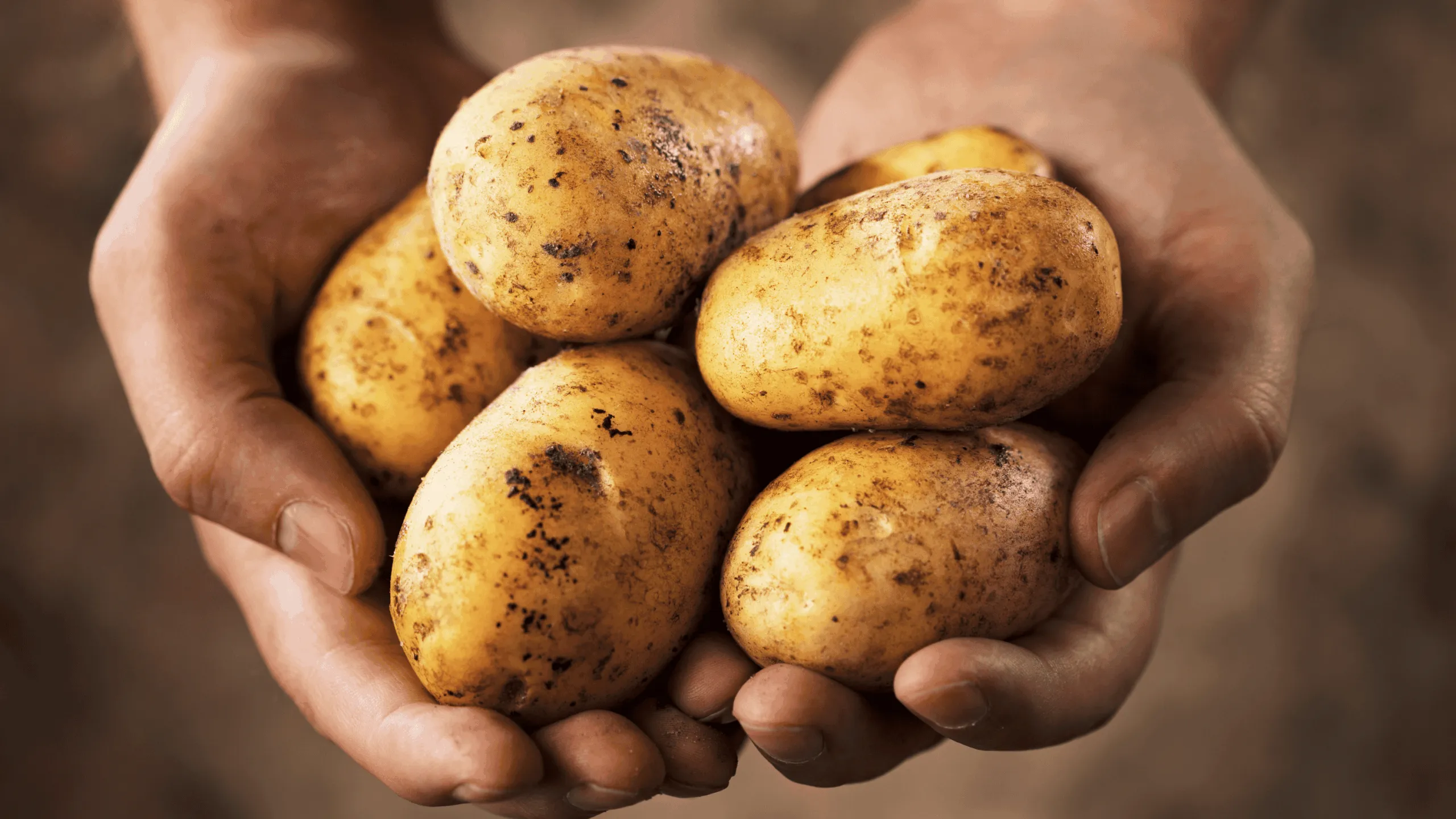 Hands holding potatoes for World Potato Day.