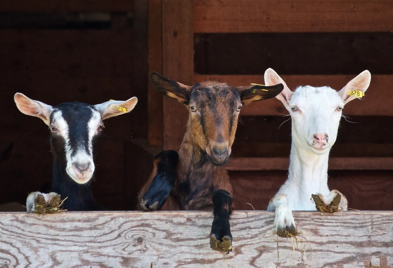 7 Snaps of Cute Goats You Don’t Want to Miss this World Goat Day