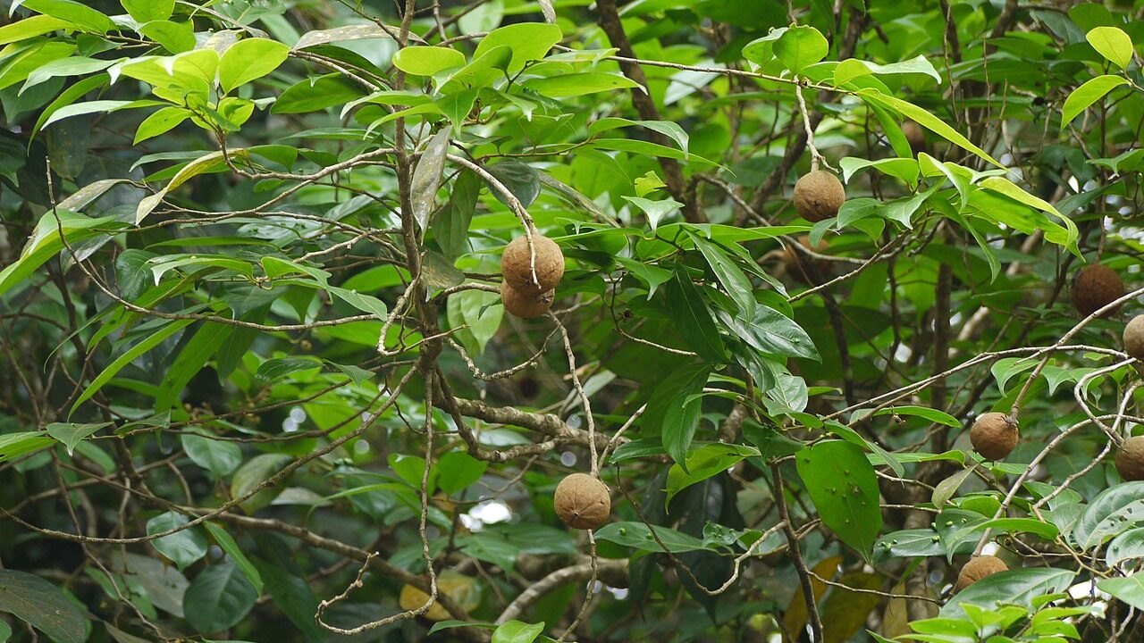 A chaulmoogra tree; with which the seeds are historically used to produce medicinal oil.